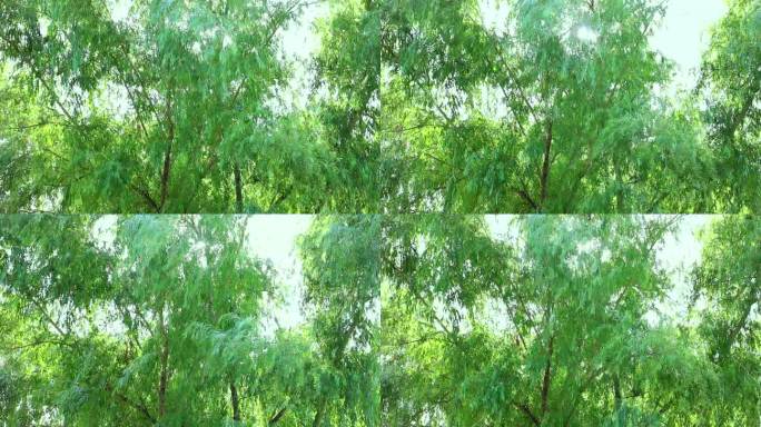 阳光下的柳树摇曳