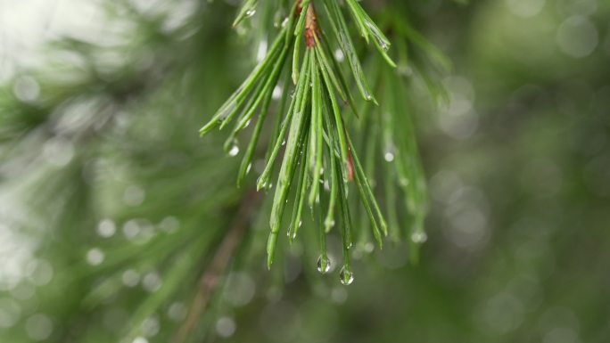 雨后松枝特写