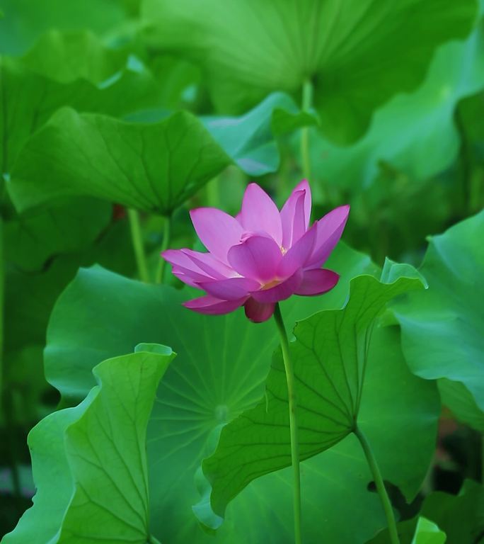 竖屏实拍荷花盛开绿意盎然