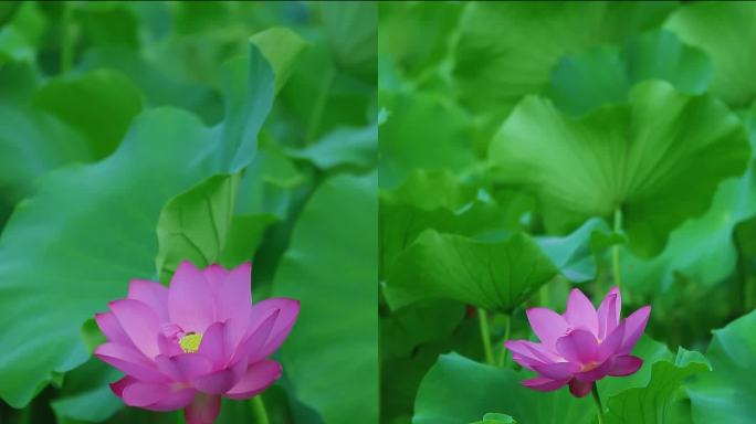 竖屏实拍荷花盛开绿意盎然