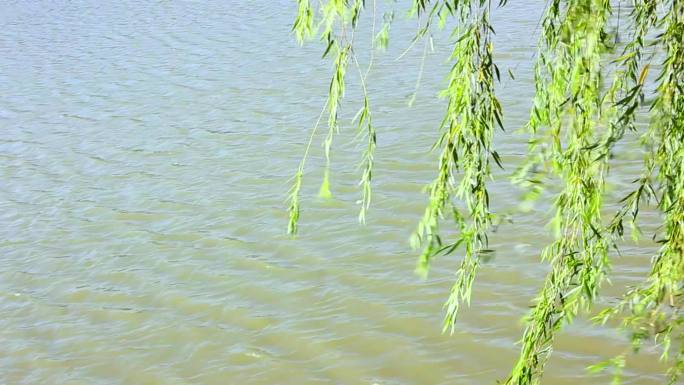 水面柳枝摇曳