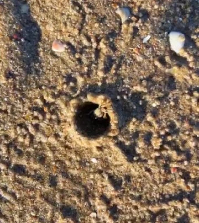 沙滩上的螃蟹洞穴