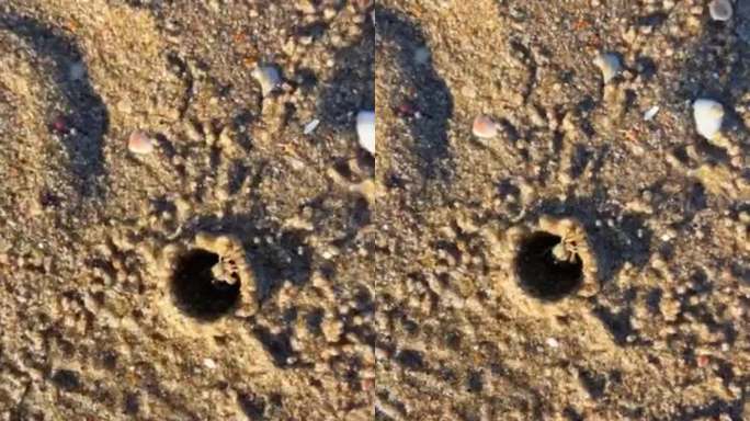 沙滩上的螃蟹洞穴