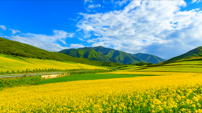古浪县古丰镇油菜花
