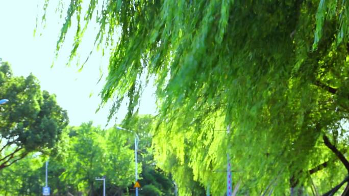 柳树摇曳的夏日风光