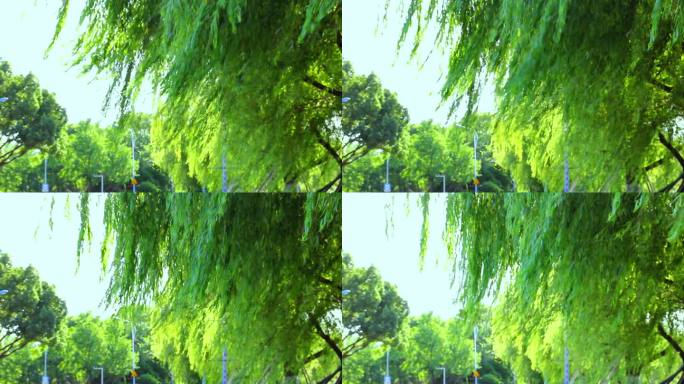 柳树摇曳的夏日风光