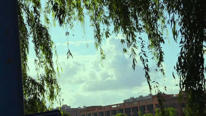 柳树枝条下的校园建筑