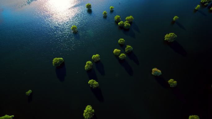 湿地