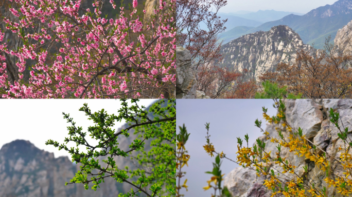 山脉春天植物自然风光山景花朵树木景色山石