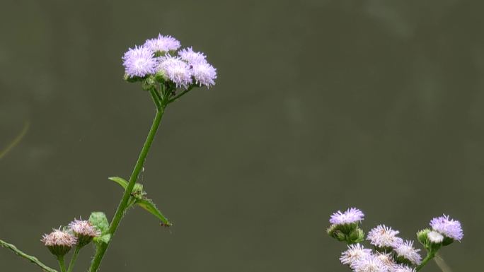 清新小花特写