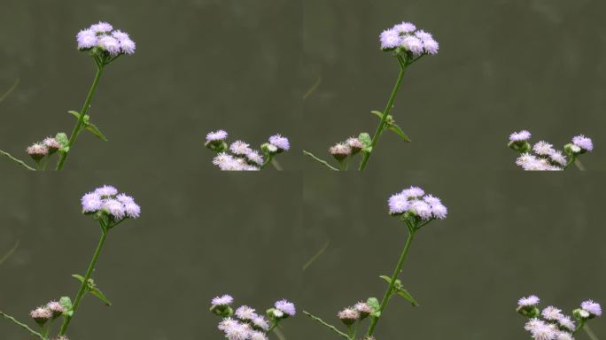 清新小花特写
