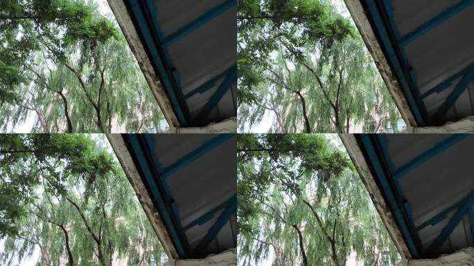柳树枝条下的光影