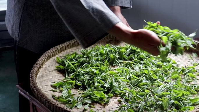 采摘好的茶叶特写