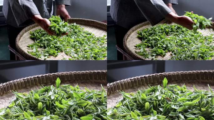 采摘好的茶叶特写