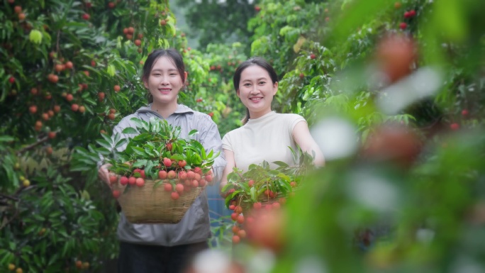 生态果园采摘荔枝