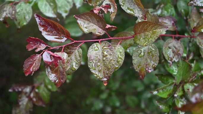 雨后树叶的清新