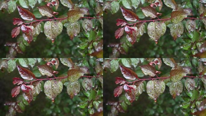 雨后树叶的清新