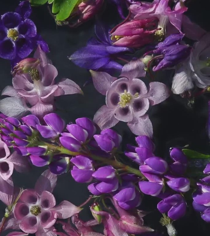 紫色的蓝钟花和紫花狼毒花在阴影中。