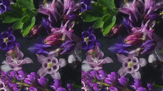 紫色的蓝钟花和紫花狼毒花在阴影中。