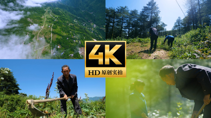 农村父母辛苦劳动 烈日下农民挖地锄草开荒