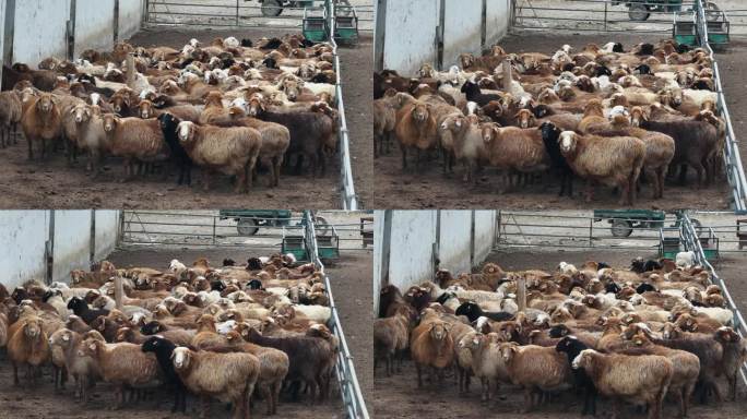 莎车县 养殖基地