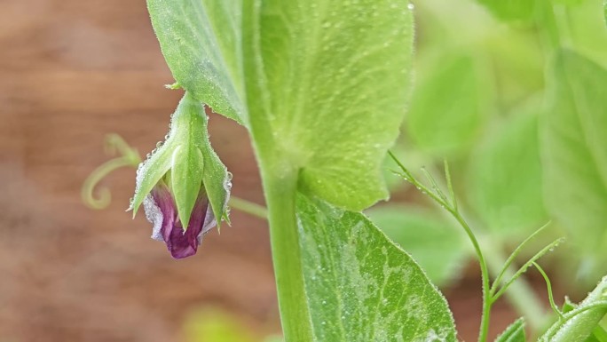 藤蔓和紫色豆花。