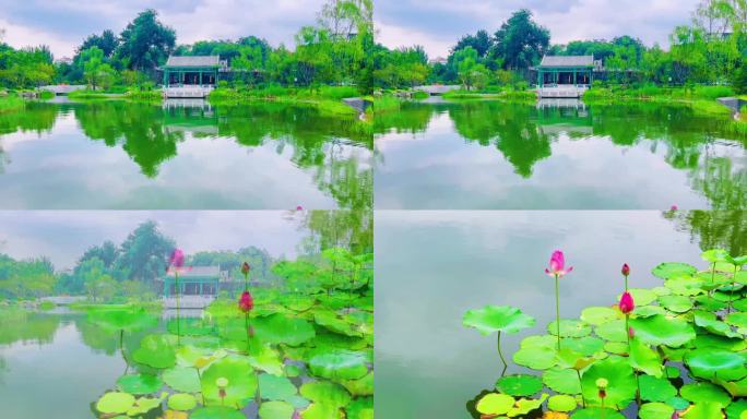 【4K】夏日北京长椿苑公园荷塘亭榭美景