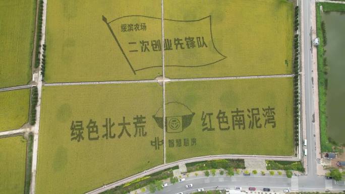 南泥湾水稻