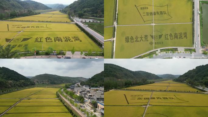 南泥湾水稻