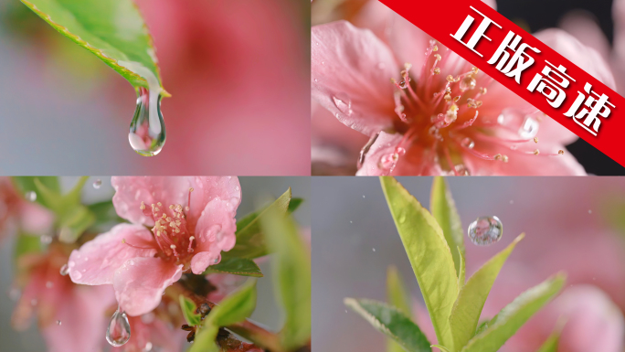 桃花花蕊水滴滴水雨滴