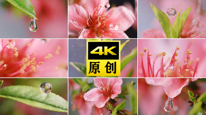 桃花花蕊水滴滴水雨滴