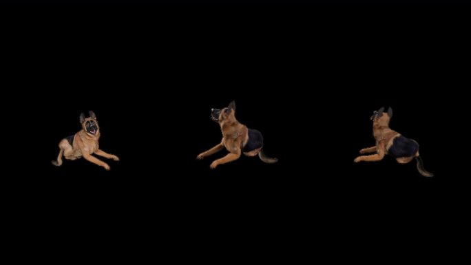 写实动物_牧羊犬_带透明通道