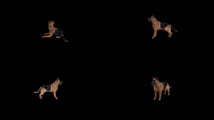 写实动物_牧羊犬_带透明通道
