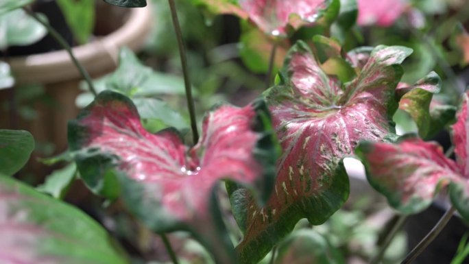 Caladium bicolor特写
