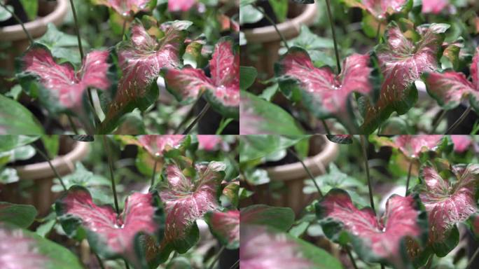 Caladium bicolor特写