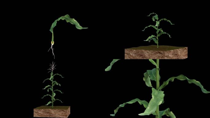 玉米破土发芽生长过程