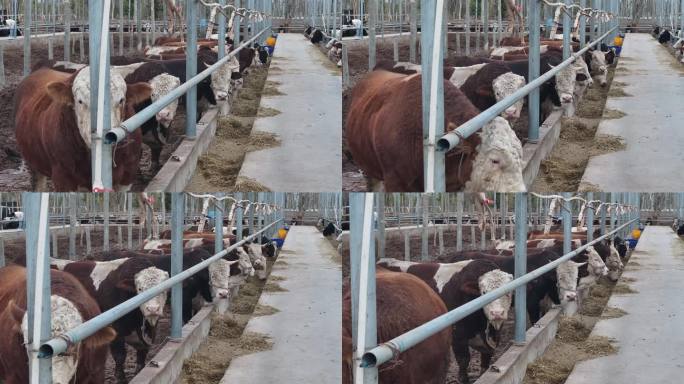 莎车县 养殖基地