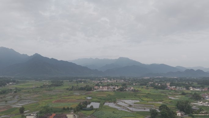 宁静乡村稻田景色