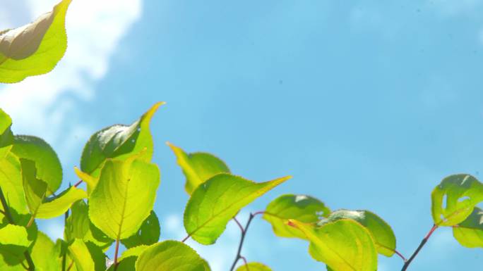 树叶 天空 唯美空镜