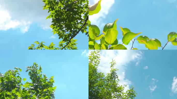 树叶 天空 唯美空镜