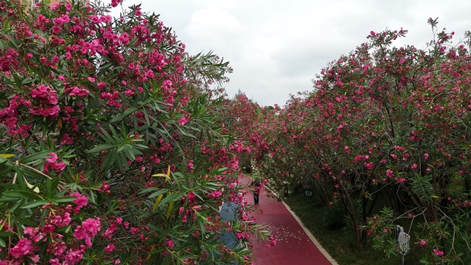 绿树繁花步道漫步