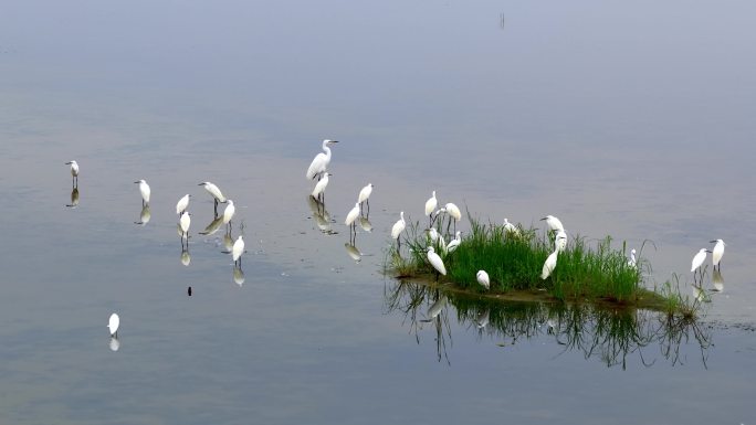 石家庄滹沱河白鹭栖息湿地生态景观鸟群
