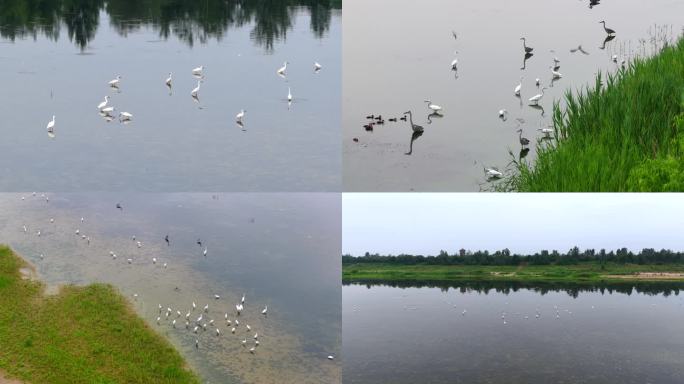 石家庄滹沱河白鹭栖息湿地生态景观鸟群