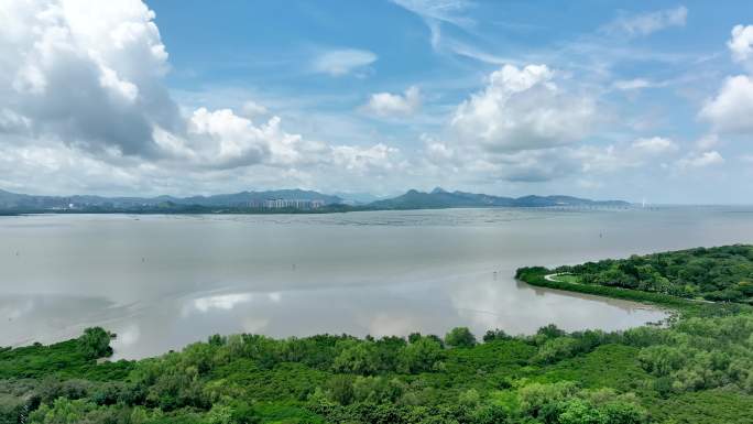 4K航拍深圳滨海红树林保护区