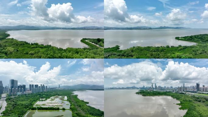 4K航拍深圳滨海红树林保护区