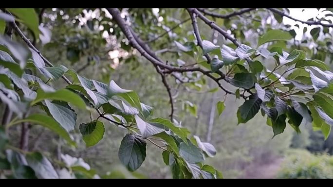 树枝绿叶摇曳