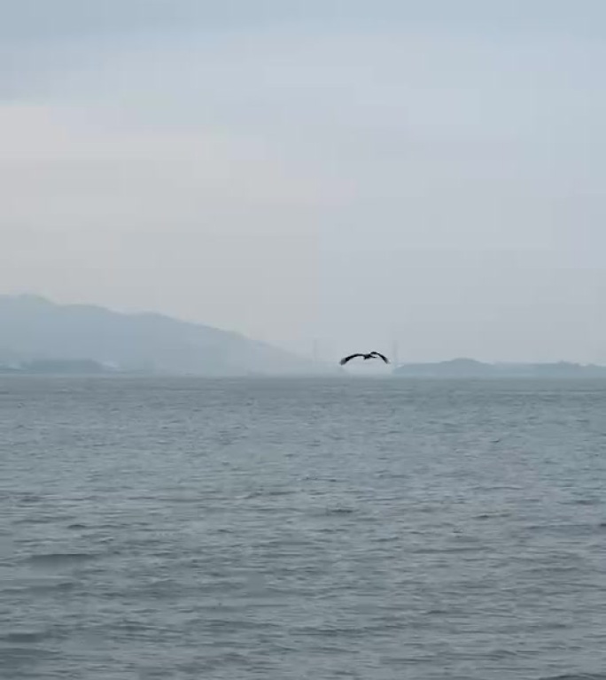 海天一色的飞鸟