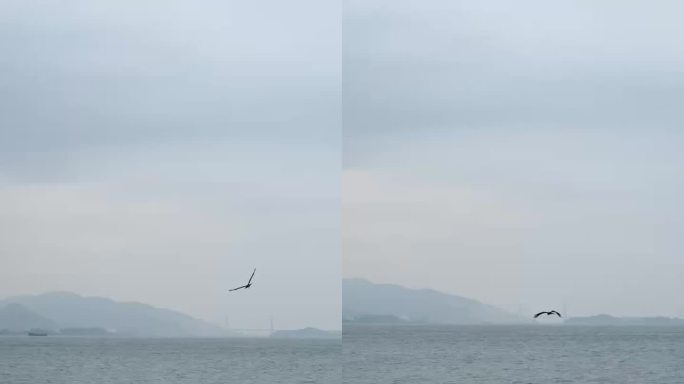 海天一色的飞鸟