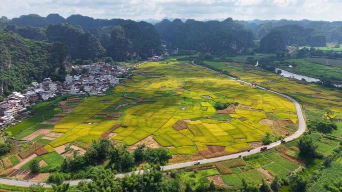 上林水稻田大面积航拍丰收稻谷成熟大米收割