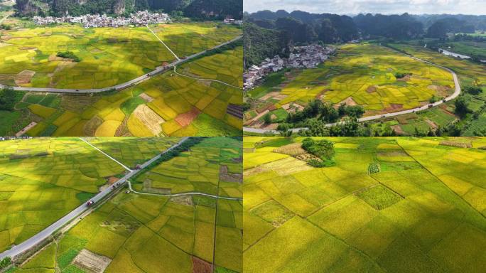 上林水稻田大面积航拍丰收稻谷成熟大米收割